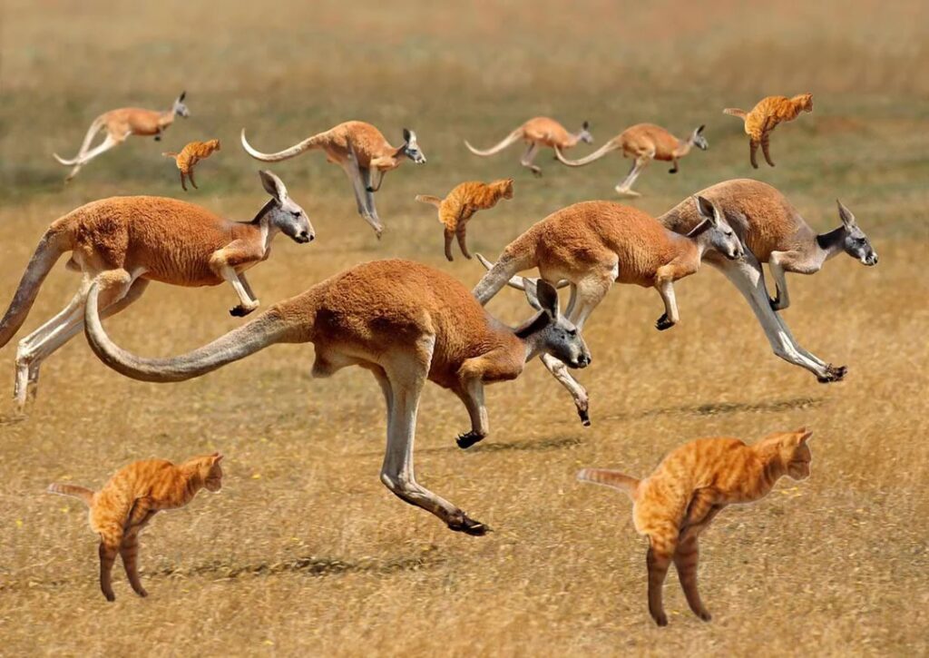 Kangaroos and cats leaping in a sunny Australian-style field with playful wildlife interactions.