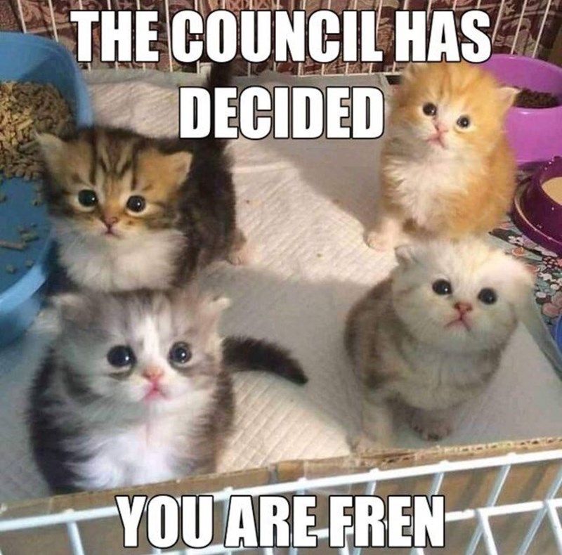 Adorable kittens sitting in a playpen with a blue food bowl, captioned The Council Has Decided.