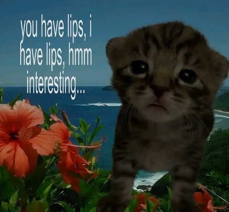 Adorable striped kitten with curious expression against tropical beach scene and colorful hibiscus flowers.