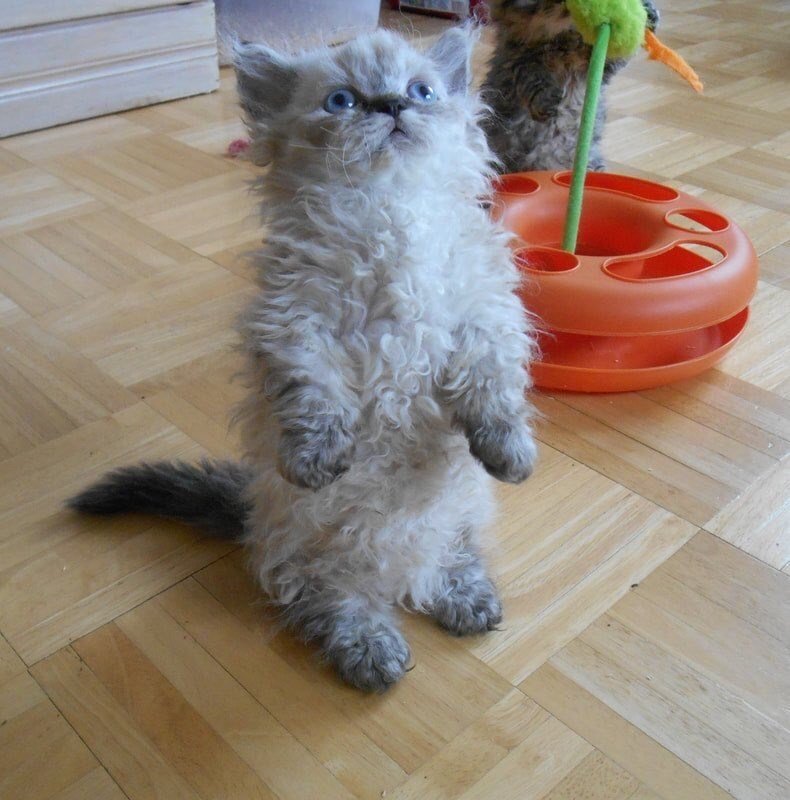 Adorable fluffy kitten playing with orange plastic toy on wooden floor.