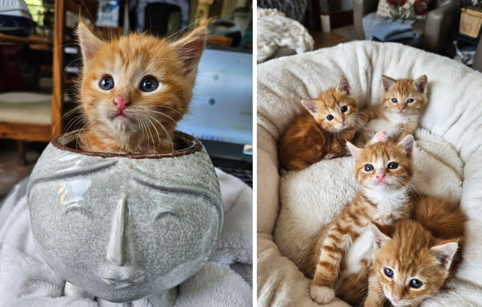 Adorable orange tabby kittens playing and cuddling in cozy bedding and quirky ceramic bowl.