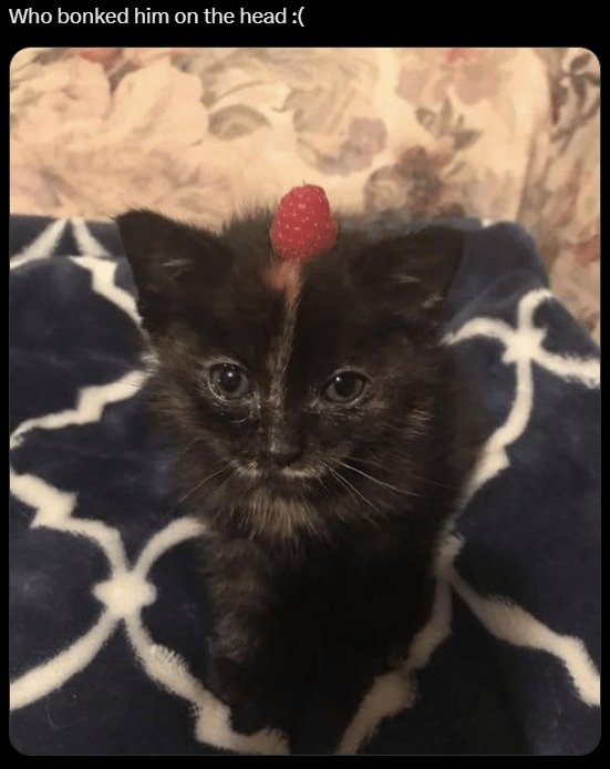 Adorable tortoiseshell kitten with a raspberry on its head, capturing cute and humorous pet moments.