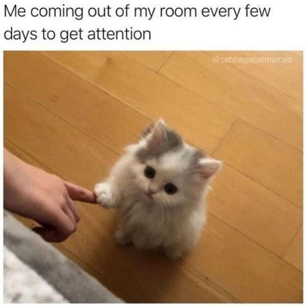 Adorable fluffy kitten reaching for human hand on wooden floor. Playful, curious, and loveable pet scene.
