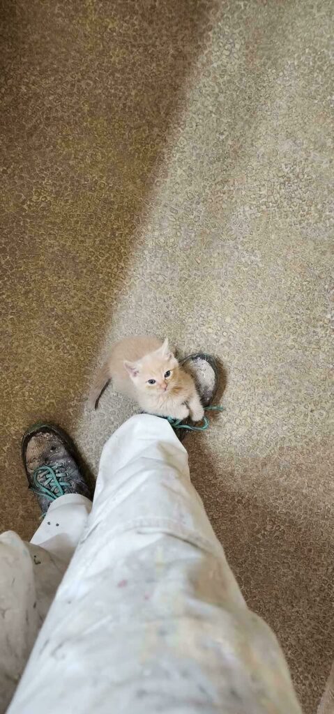 Playful golden kitten interacting with painters shoes amid a home renovation scene.