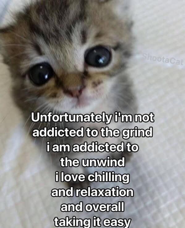 Adorable kitten relaxing with big eyes, emphasizing relaxation and leisure in a cozy, calming scene.