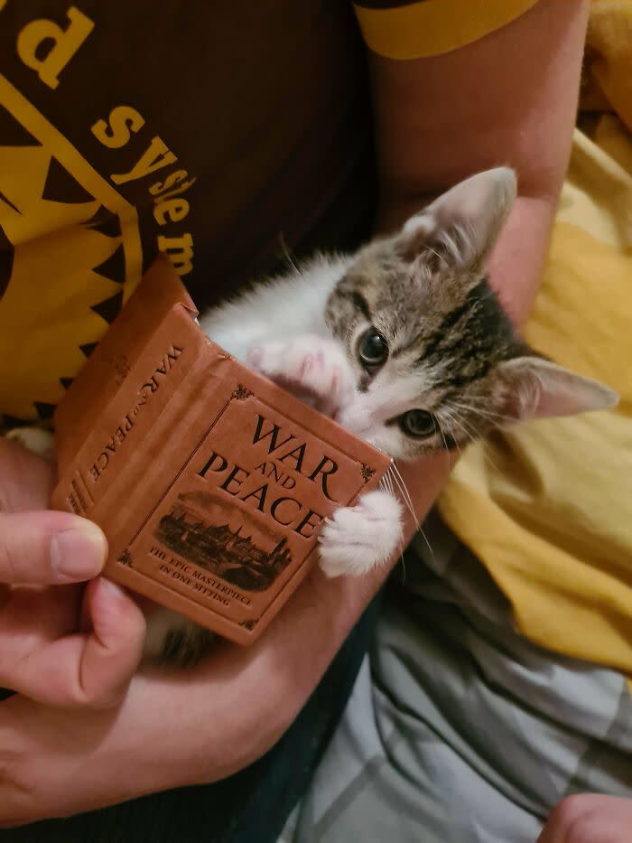 Playful kitten holding miniature War and Peace book on cozy home setting.