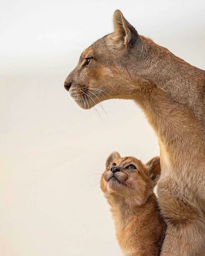 Lioness and cub bond in nature, showcasing wildlife, motherhood, and serene animal moments.