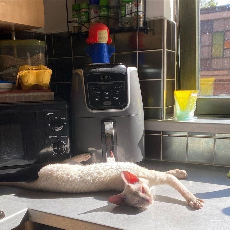 Playful curly-fur cat lounging on a sunny kitchen countertop with appliances and spice shelf.
