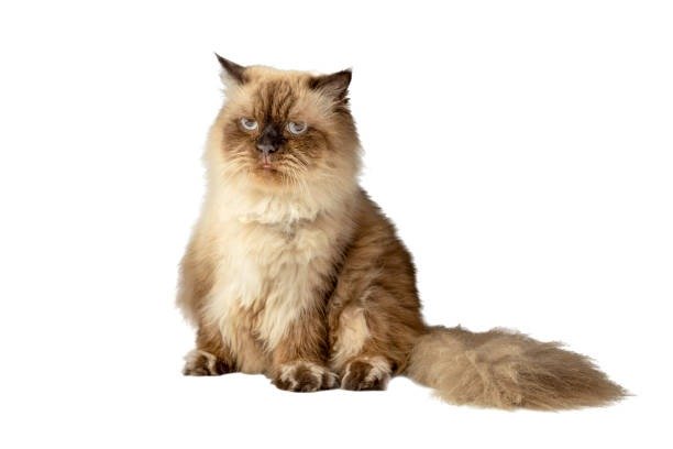 Elegant fluffy cat with blue eyes and regal appearance against a minimalist white background.
