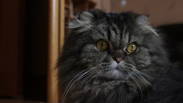 Luxurious gray Persian cat with golden eyes, plush fur, relaxing in a cozy home setting.