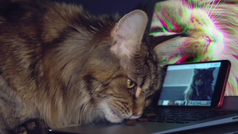 Curious Maine Coon cat exploring laptop with vibrant psychedelic background and smartphone display.