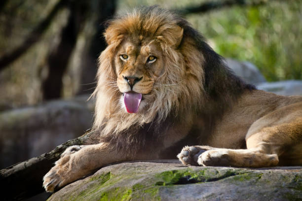 Majestic lion resting on rock in savanna, showcasing strength, grace, and natural wildlife beauty.