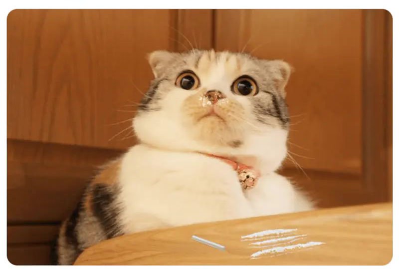 29 Cute Cats for Sat, Jul 12