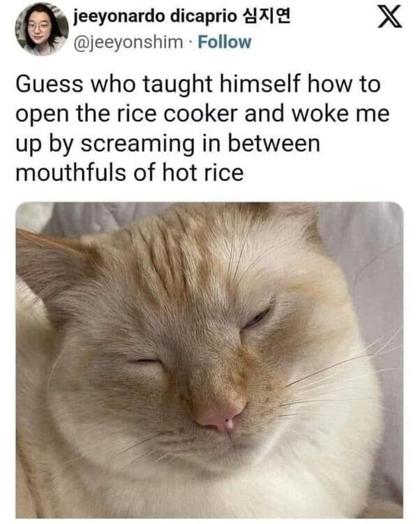 Cute cat relaxing as chaos unfolds with rice cooker and curious pet adventure.