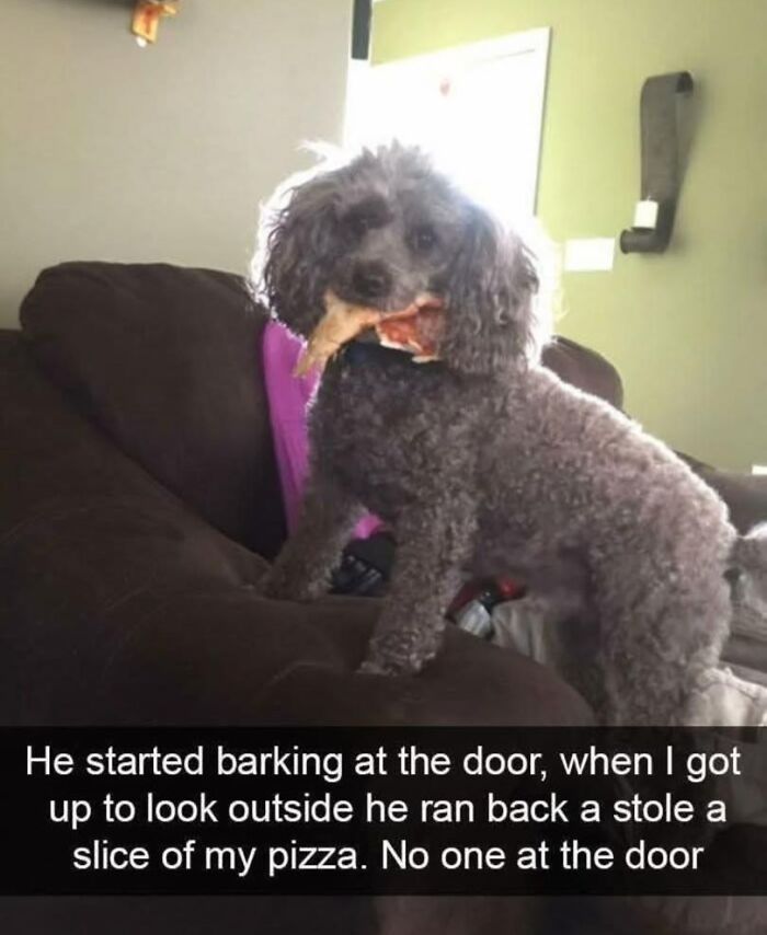 Cute poodle dog eating pizza slice on sofa with humorous pet mischief.