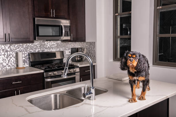 Modern kitchen with dark wood cabinets, white countertops, stainless steel sink, and a playful dog.