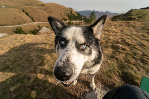 Mountain dog with icy blue eyes exploring scenic mountain landscape and outdoor adventures.