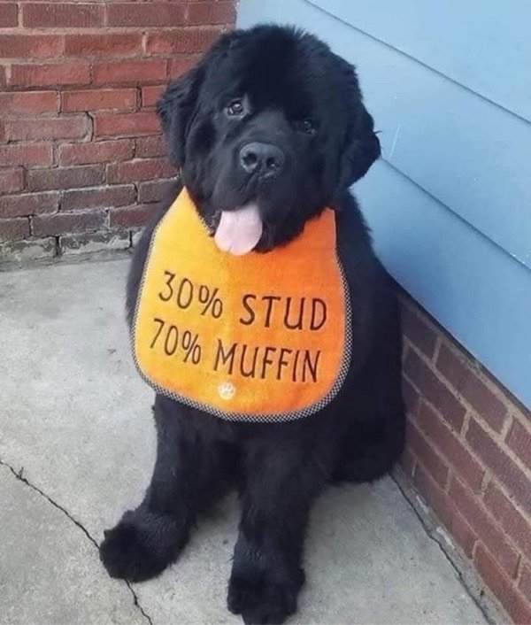 Cute Newfoundland dog wearing humorous 30% Stud, 70% Muffin bib outdoors.