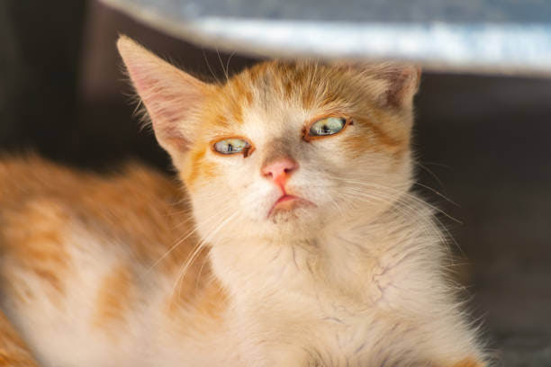 Cute orange and white kitten relaxing with blue eyes in cozy, shaded home environment.