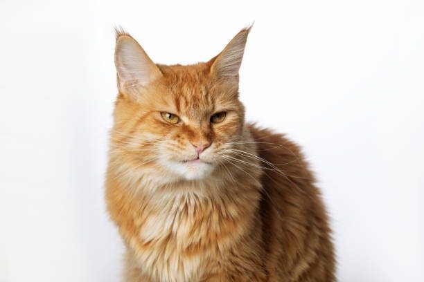 Elegant orange Maine Coon cat with golden eyes and fluffy fur on a white background.