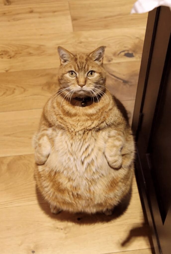 Chubby orange tabby cat sitting upright on wooden floor with curious expression.