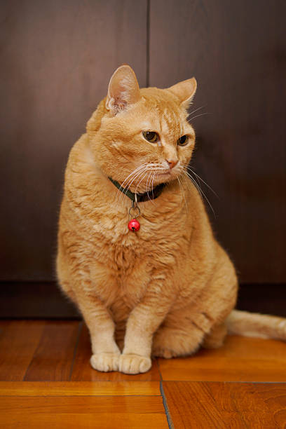 Cute orange tabby cat with amber eyes sitting on wooden floor in cozy home setting.
