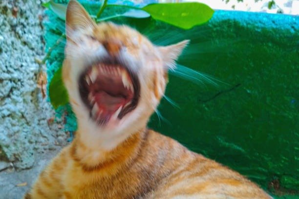 Playful orange tabby cat yawning or vocalizing outdoors against a vibrant green background.