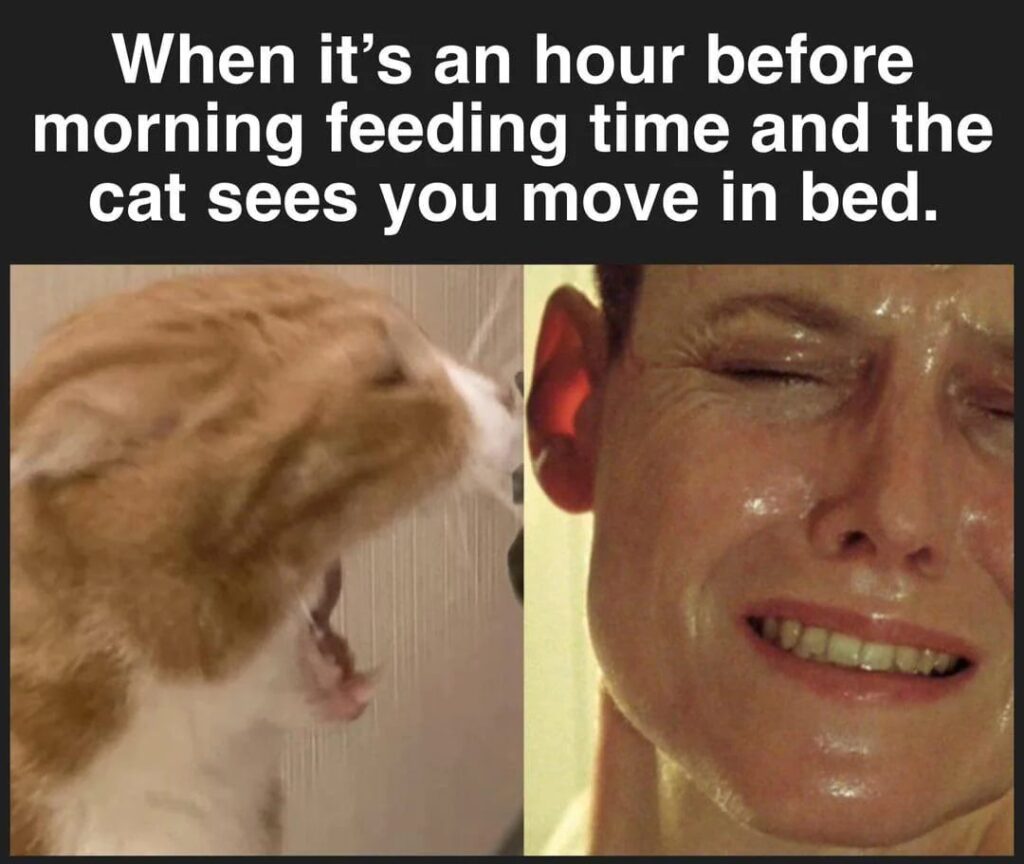 Cat waiting anxiously for morning feeding as human shows stress and desperation in bed.