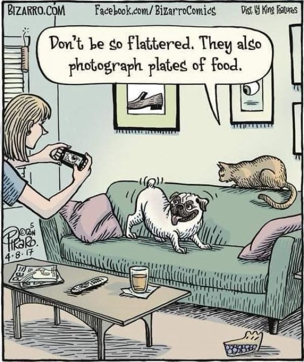 Humorous pet photo of a pug and cat in a cozy living room with social media humor.