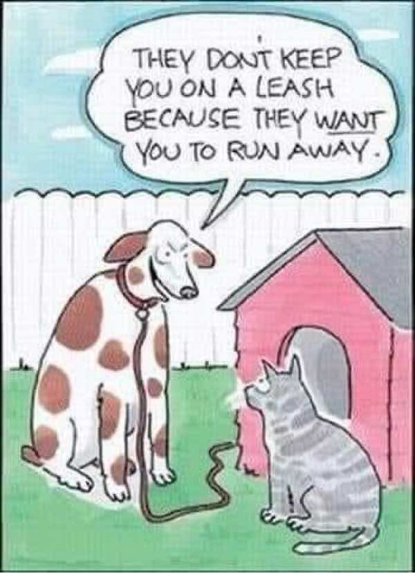 Humorous cartoon of dog and cat with funny leash and doghouse, showcasing playful pet rivalry.
