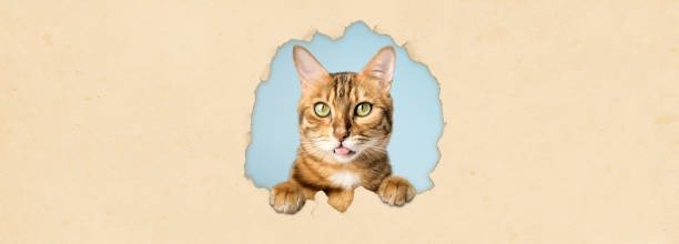 Playful Bengal cat peeking through torn paper with green eyes and wild spotted coat.