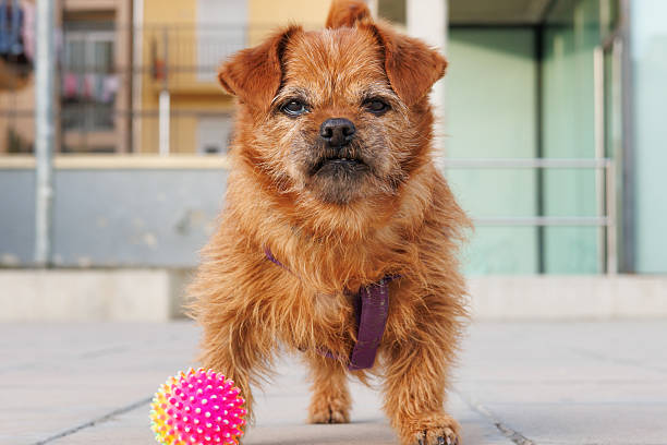 Cute scruffy brown dog with colorful spiky ball in urban outdoor setting.