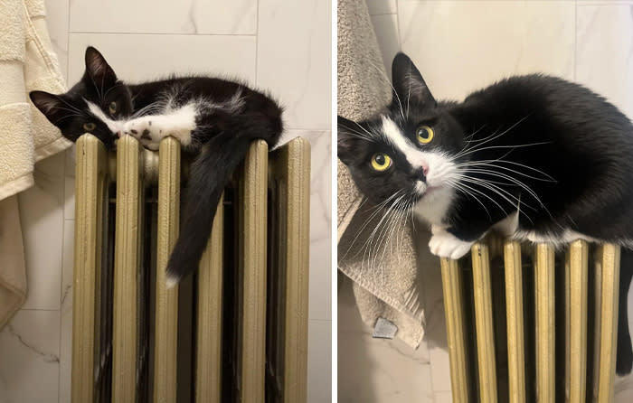 Adorable tuxedo cat relaxing on vintage radiator in cozy bathroom setting.