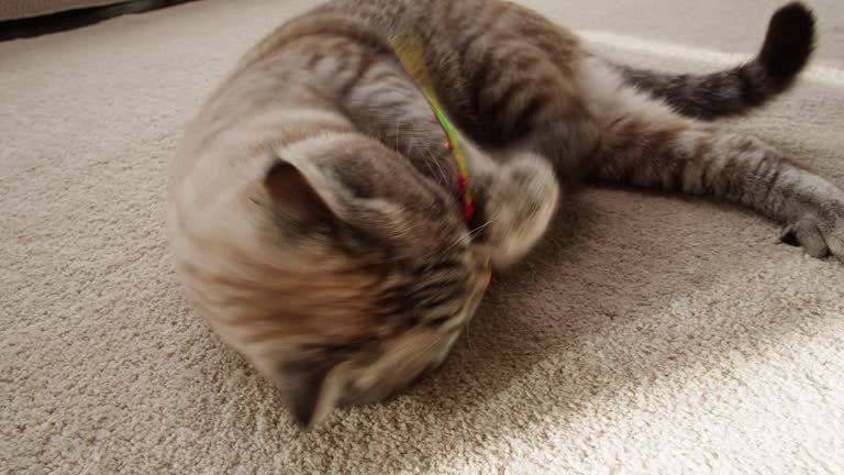 Playful gray and beige cat rolling on carpet with colorful collar and sunlight streaming in.