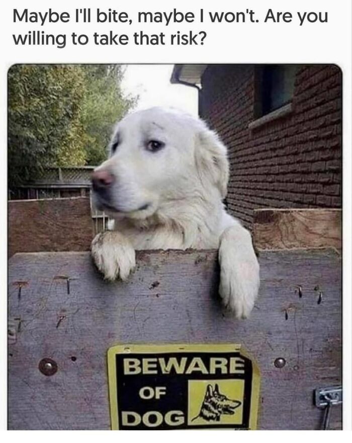 Smiling dog near warning sign, humorous contrast between friendly pet and Beware of Dog label.