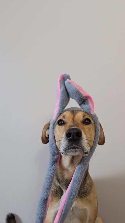 Adorable dog wearing playful gray and pink bunny ears, cute and humorous pet costume.