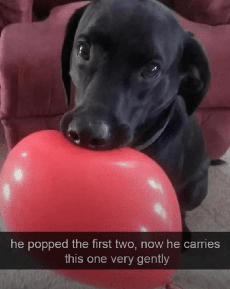 Adorable black dog holding a heart-shaped balloon on a cozy living room couch.