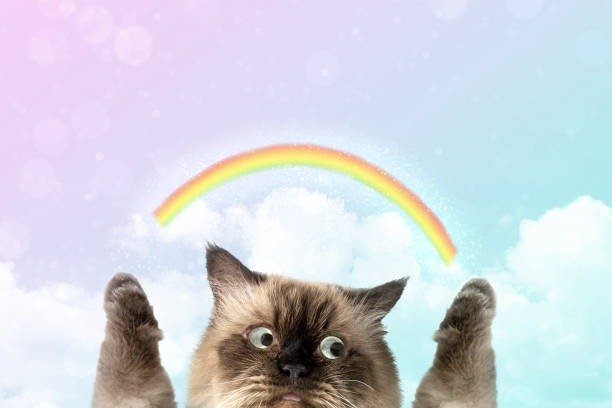 Adorable fluffy cat with wide eyes under a vibrant rainbow and pastel sky.