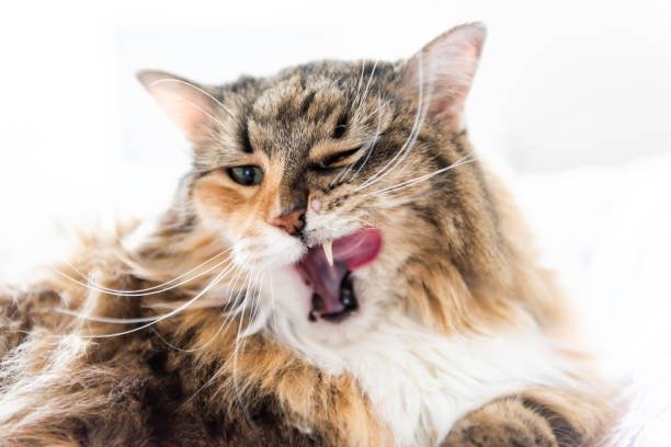 Playful fluffy cat yawning with green eyes and expressive face in soft, bright background.