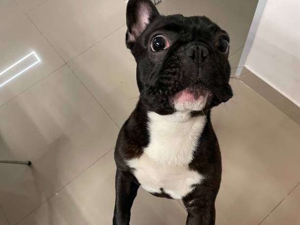 Playful French Bulldog standing upright with expressive face in modern, clean indoor setting.