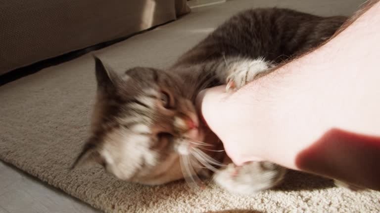 Playful striped cat engaging with persons arm in cozy indoor home environment.