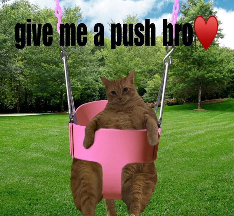 Playful orange cat in pink swing at the park asking for a push.