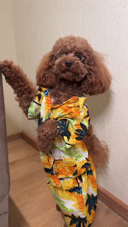 Playful brown poodle in tropical Hawaiian shirt, stylish glasses, sitting against cozy wall.