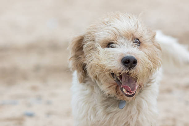 Happy golden retriever enjoying a sunny beach with playful sand and outdoor fun.