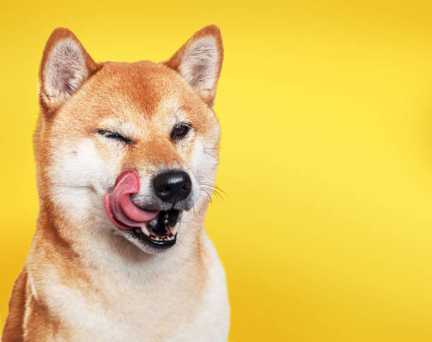 Joyful Shiba Inu with playful wink, tongue out, vibrant yellow background, adorable pet expression.