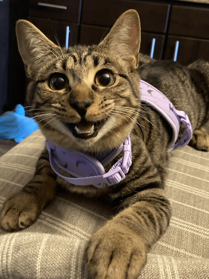 Playful tabby cat wearing a harness and smiling on a cozy home surface.