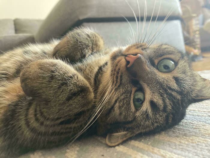 Playful tabby cat relaxing on a cozy rug with bright green eyes and relaxed pose.