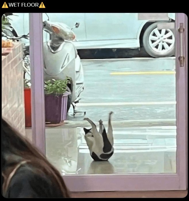 Playful black and white cat slipping on shiny store floor near storefront entrance.