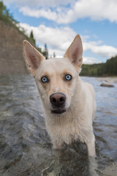 Playful white dog with striking blue eyes standing in river in scenic outdoor nature setting.