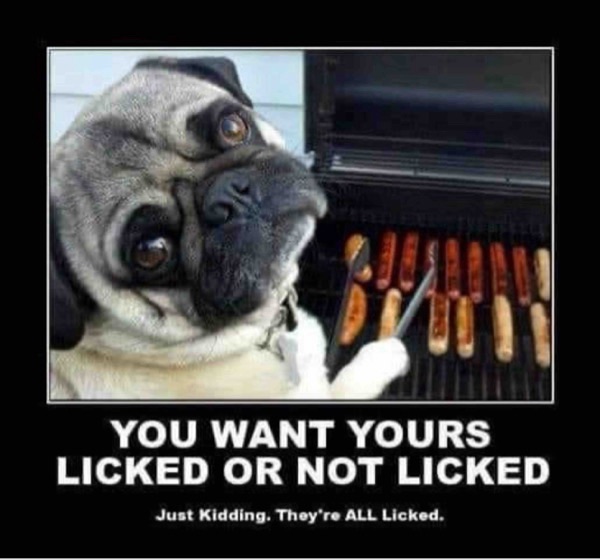 Funny pug at BBQ grill with hot dogs, playful licking humor and pet food comedy.